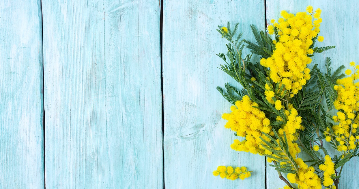 twig of mimosa tree on turquoise wooden surface top view